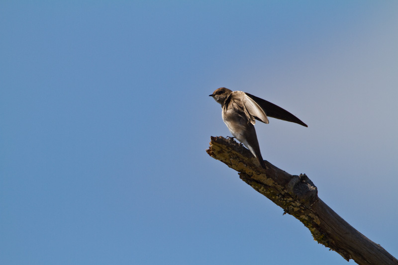 Tree Swallow